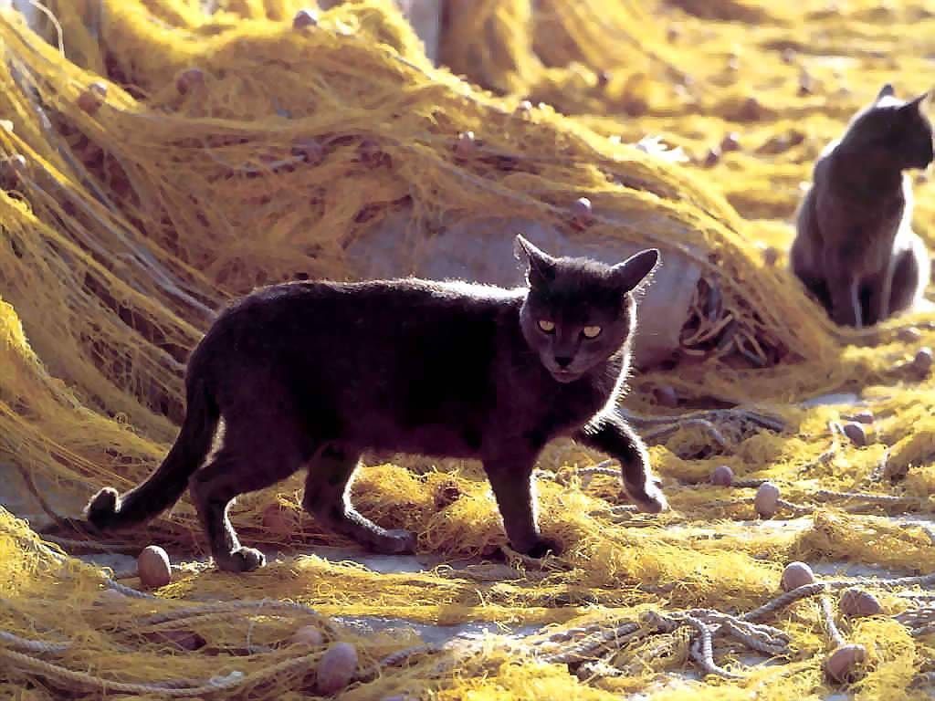 Gatti (250)